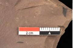 Foto (Detailsansicht) von Planera ungeri Ettingshausen (NHMW-GEO-2024-0188-0995)